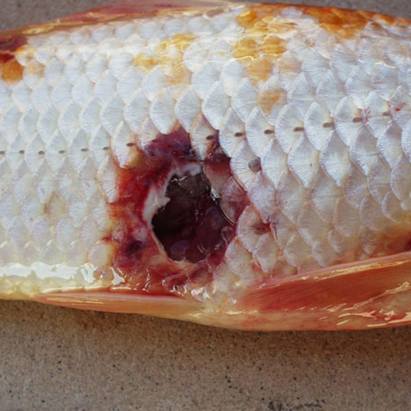 Bệnh Đốm đỏ